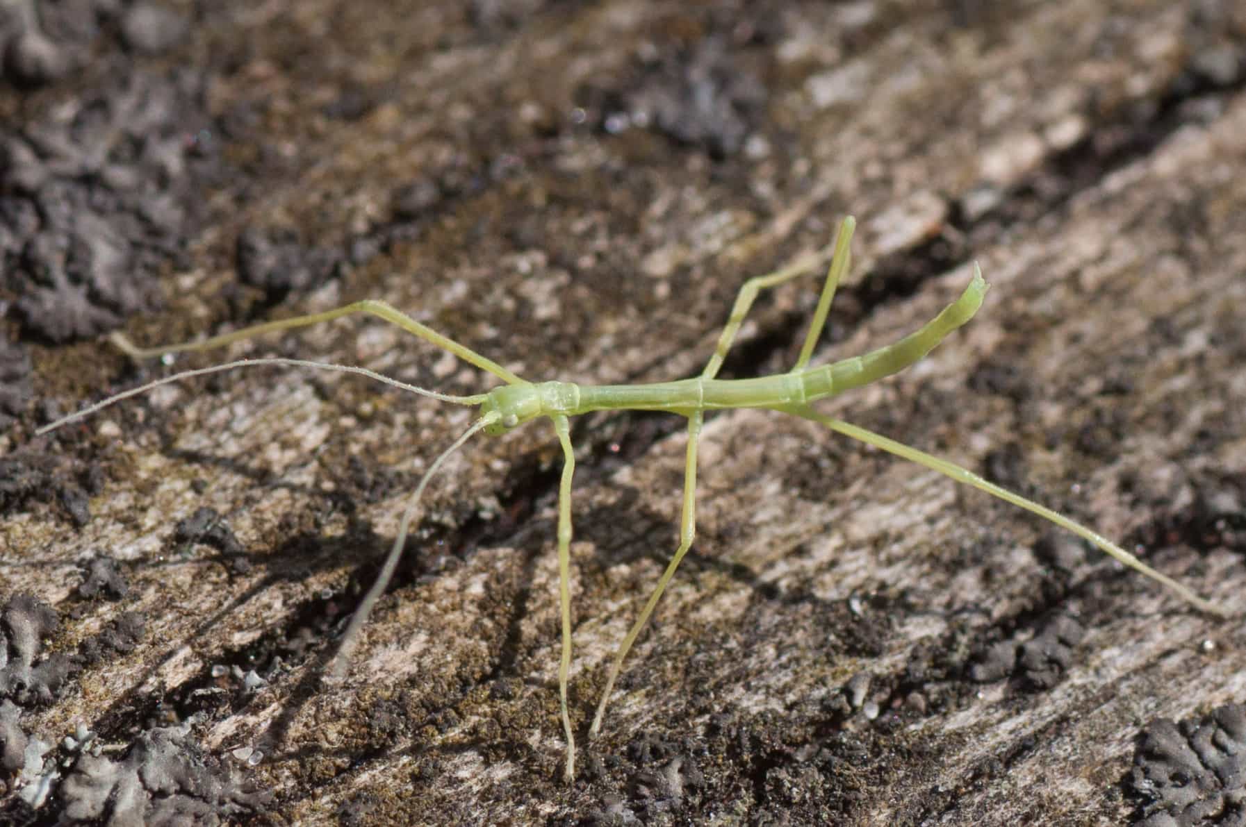 Northern Walkingstick